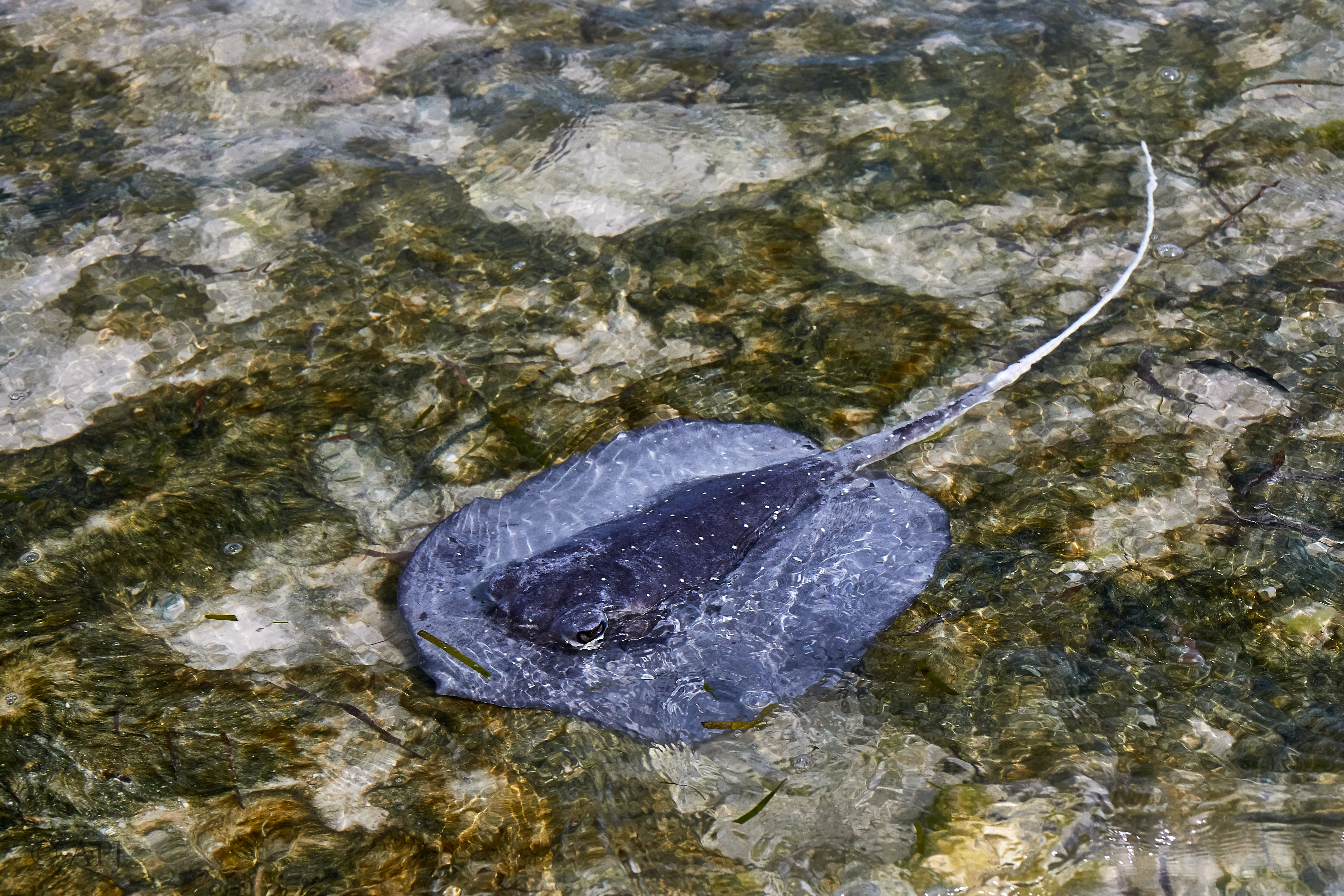 003811 21 08 17  Canon EOS 7D Mark II   Malediven2017